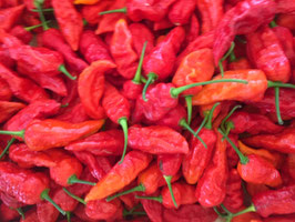 Peperoncino Naga morich Bio