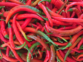 Peperoncino Cayenna lungo