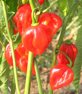 Peperoncino habanero red Bio