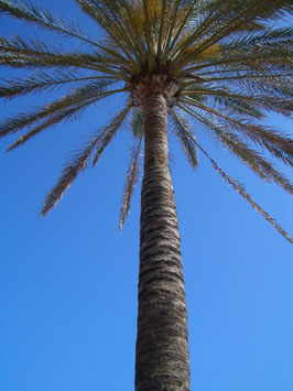 Palme
