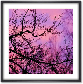 Photo 27 - Heure mauve, 2019