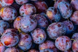 PRUNE QUETSCH