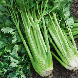 CELERI VERT BRANCHE