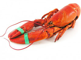 HOMARD CANADIEN