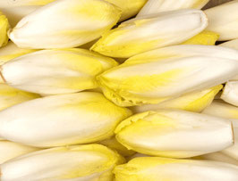 ENDIVE BIO