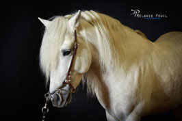 CAVECON CAMARGUE
