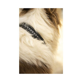 COLLIER  CHIEN PENELOPE POINT SELLIER