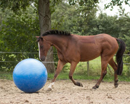 BALLON JEU CHEVAUX