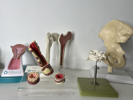 5x Anatomisch model