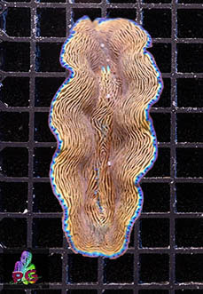 Tridacna Derasa 5-7 cm