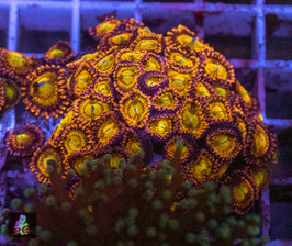 Zoa Alien Antivenom