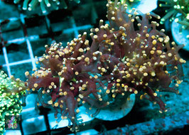 PG  Euphyllia Paradivisa orange, green center yellow tips BSP Bild