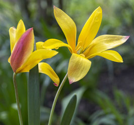 tulipa clusiana var chrysantha "Tubergen's Gem"