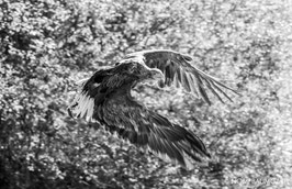 Eagle Wings Ambassador Victor, Eibsee, German Alps 2018