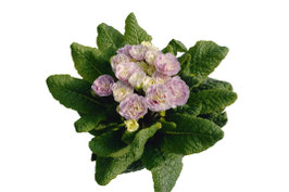 Primula Belarina Pink Champagne Topfdurchmesser 12cm
