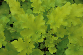 Heuchera Lime Marmalade Topfdurchmesser 12cm