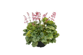 Heuchera Mint Marquess Topfdurchmesser 12cm