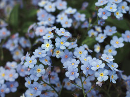 Myosotis Myomark Topfdurchmesser 12cm