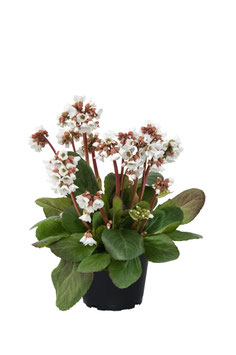 Bergenie 'Schneekristall' Topfdurchmesser 12cm