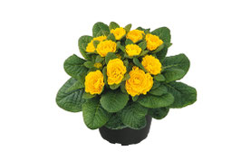 Primula Belarina Goldie Topfdurchmesser 12cm