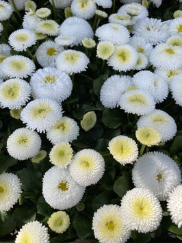 Bellis weiss Topfdurchmesser 9cm