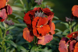 Goldlack 'Winter Passion / Flame' Topfdurchmesser 12cm