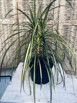 Dracaena variegata Topfdurchmesser 18cm Höhe 50cm