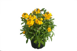 Goldlack 'Winter Power' Topfdurchmesser 12cm