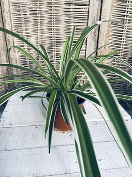 Grünlilie Topfdurchmesser 11cm Höhe 30cm