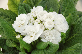 Primula Belarina Snow Topfdurchmesser 12cm