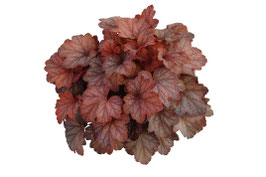 Heuchera Sweet Princess Topfdurchmesser 12cm