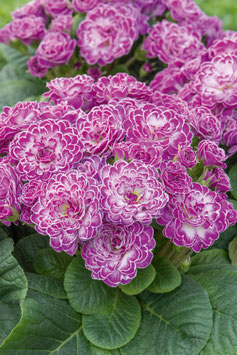 Primula Belarina Candy Frost Topfdurchmesser 12cm