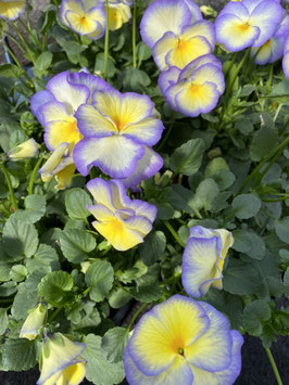 Viola Etain Topfdurchmesser 12cm