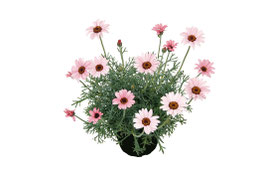 Leucanthemum African Rose Topfdurchmesser 12cm