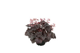 Heuchera Starry Night Topfdurchmesser 12cm