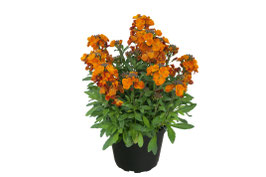 Goldlack 'Winter Spice' Topfdurchmesser 12cm