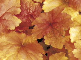 Heuchera Creme Brulee Topfdurchmesser 12cm