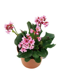 Bergenie 'Rosenkristall'' Topfdurchmesser 12cm