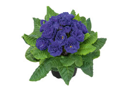 Primula Belarina Blue Champion Topfdurchmesser 12cm