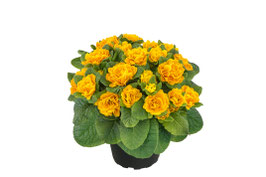 Primula Belarina Mandarin Topfdurchmesser 12cm