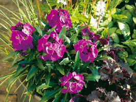 Goldlack 'Winter Joy' Topfdurchmesser 12cm