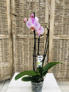 Phalaenopsis 2 Rispen hellrosa Topfdurchmesser 11cm Höhe ca. 60cm