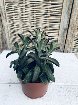 Kalanchoe tomentosa Topfdurchmesser 11cm Höhe 22cm