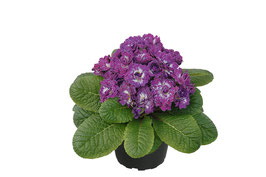 Primula Belarina Livley Lilac Topfdurchmesser 12cm