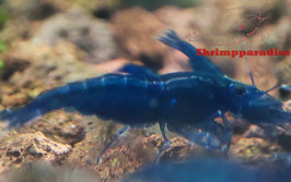 Ocean Blue