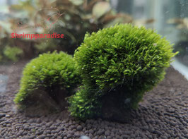 milimeter mos