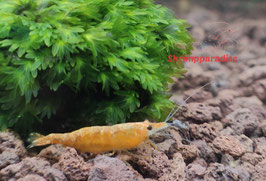 Mix groep 20 stuks neocaridina