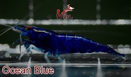 Neocaridina Ocean blue Presale