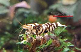 Black Fancy tiger S grade