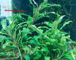 Bucephalandra 'Bukit kelam sintang'
